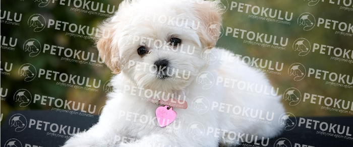 Maltese Terrier Egzersiz İhtiyacı